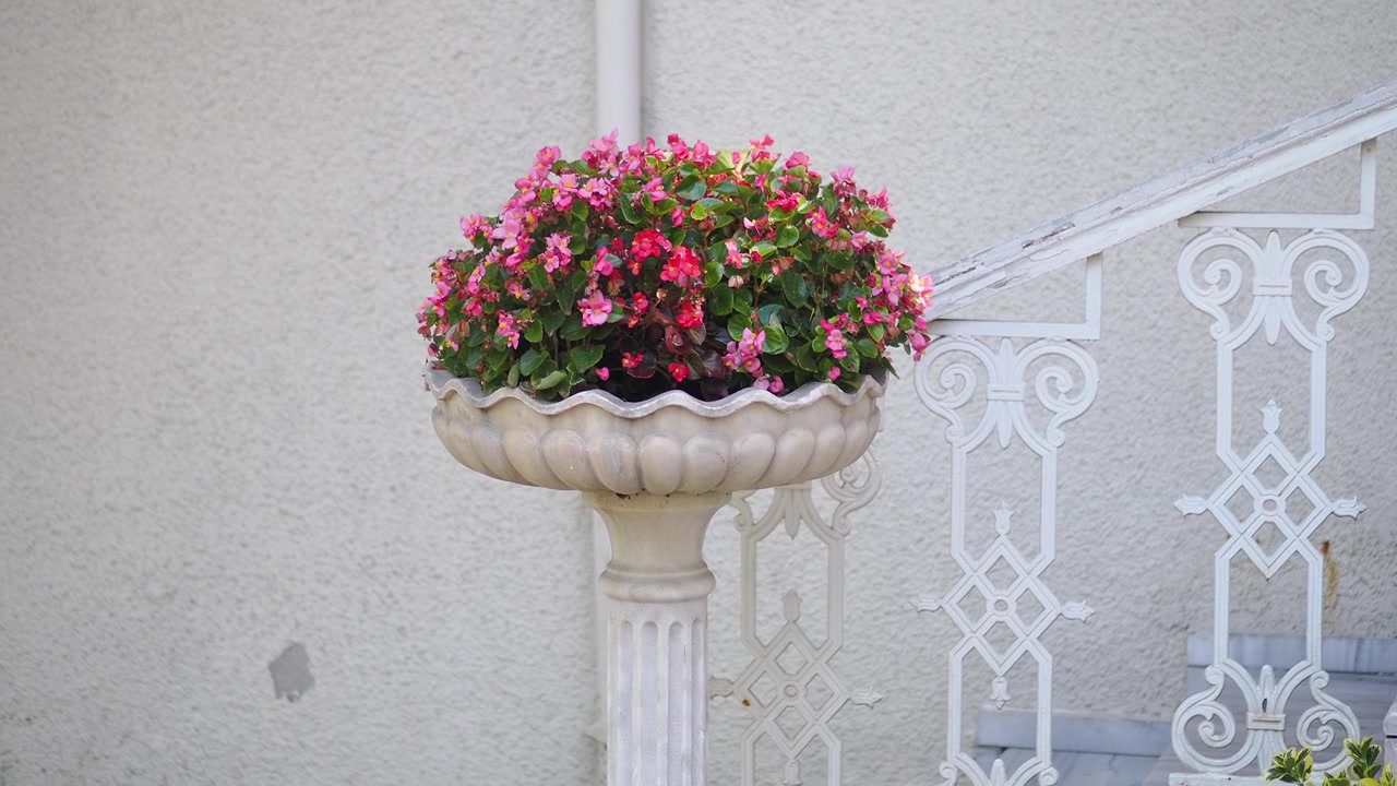 Fiori di Begonia Rosa in Fioriera Decorativa in Pietra