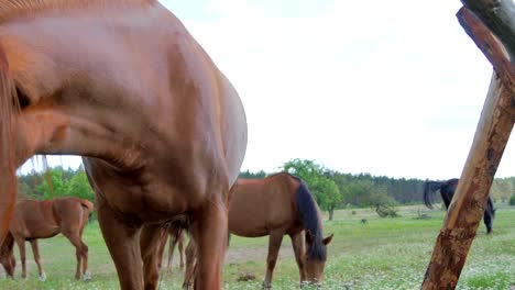 close-up of horse's muzzle on the meadow