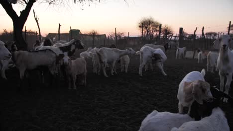 rebaño de cabras en kraal al atardecer