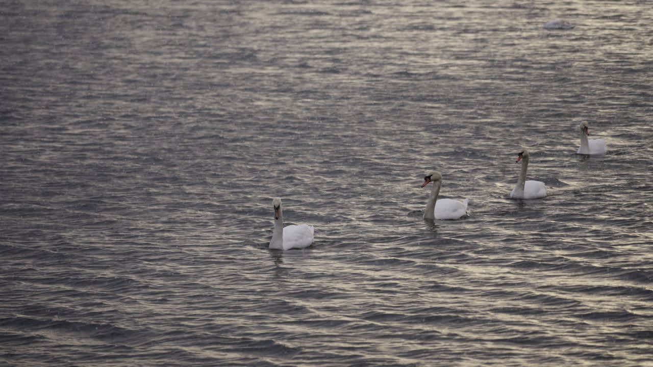 Adult swans swimming in neat row with slow motion snow falling