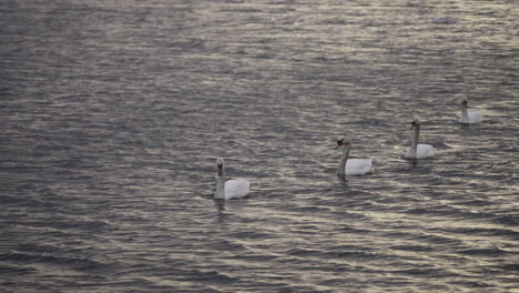 adult swans swimming in neat row with slow motion snow falling
