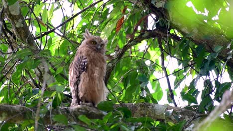 the buffy fish owl is a big owl and yet the smallest among the four fish owls