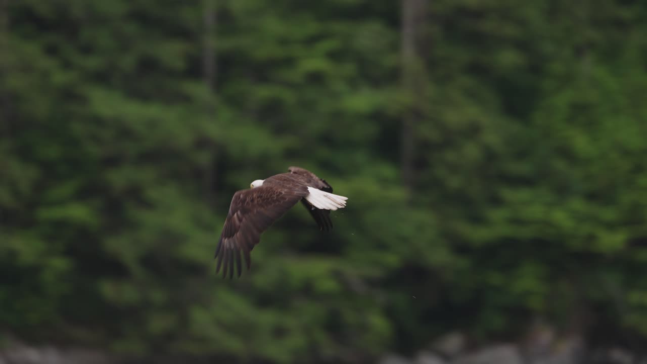 An eagle flying in slow motion looking for food over the ocean in Canada