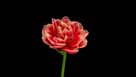 tulip blooming and withering, time lapse, on a black background, 4k video. wedding backdrop, valentine's day concept. birthday bunch