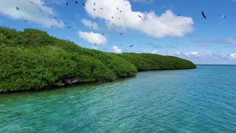 Segeln-Tropischer-Mangrovenwald-Fernes-Paradies,-Seevögel-Fliegen,-Los-Roques