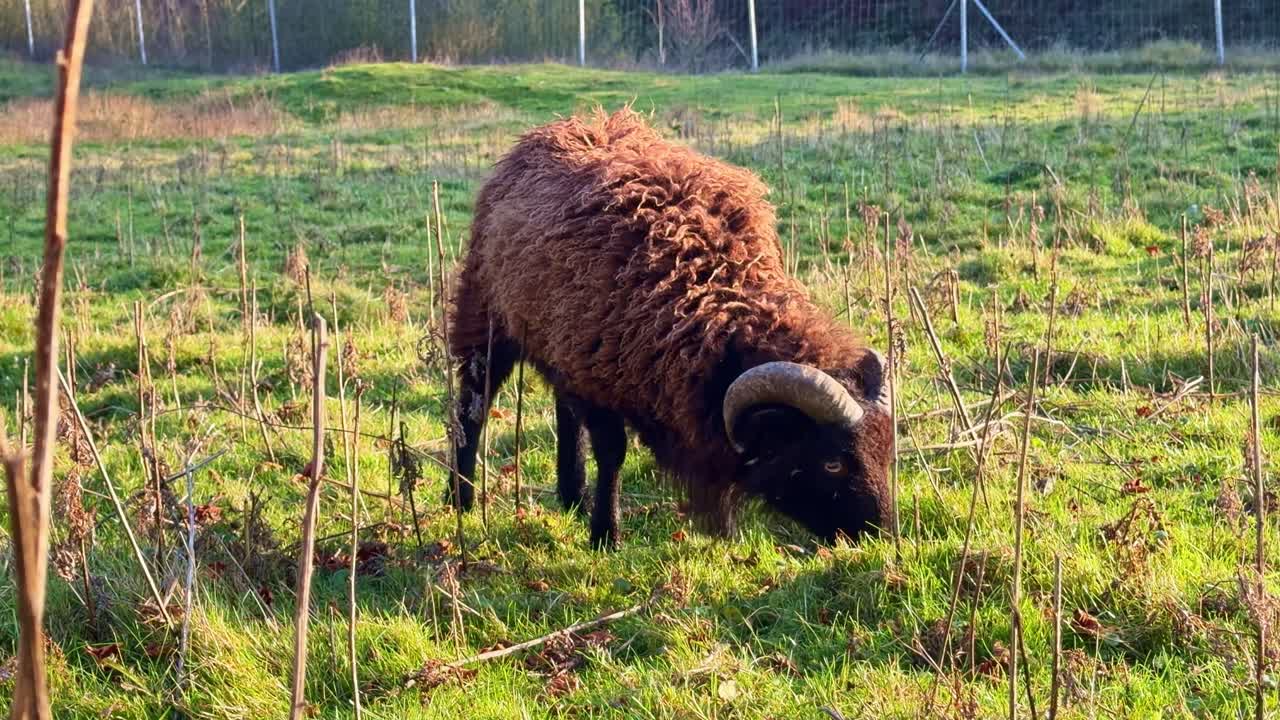 Primo piano di una pecora Soay marrone al pascolo in un prato rurale in una zona agricola