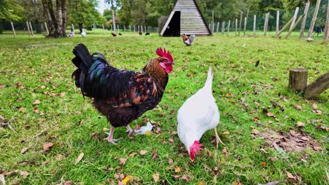 rooster and hen in a farm setting