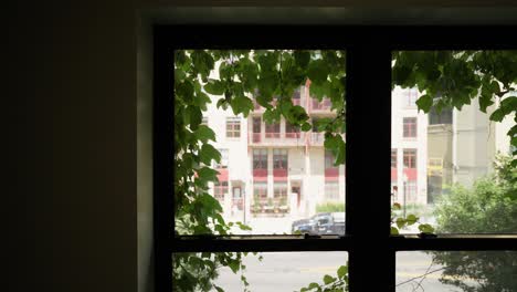 panning shot of windows looking outside with green vines and foliage hanging down