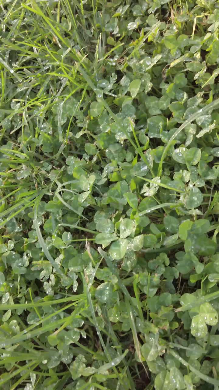Close up low field grass, top view. Video vertical story.