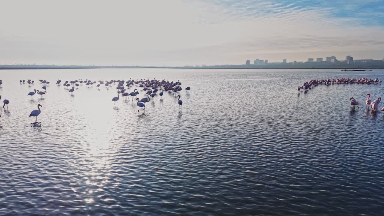 Flamingos are seen standing in shallow water while the sun shines