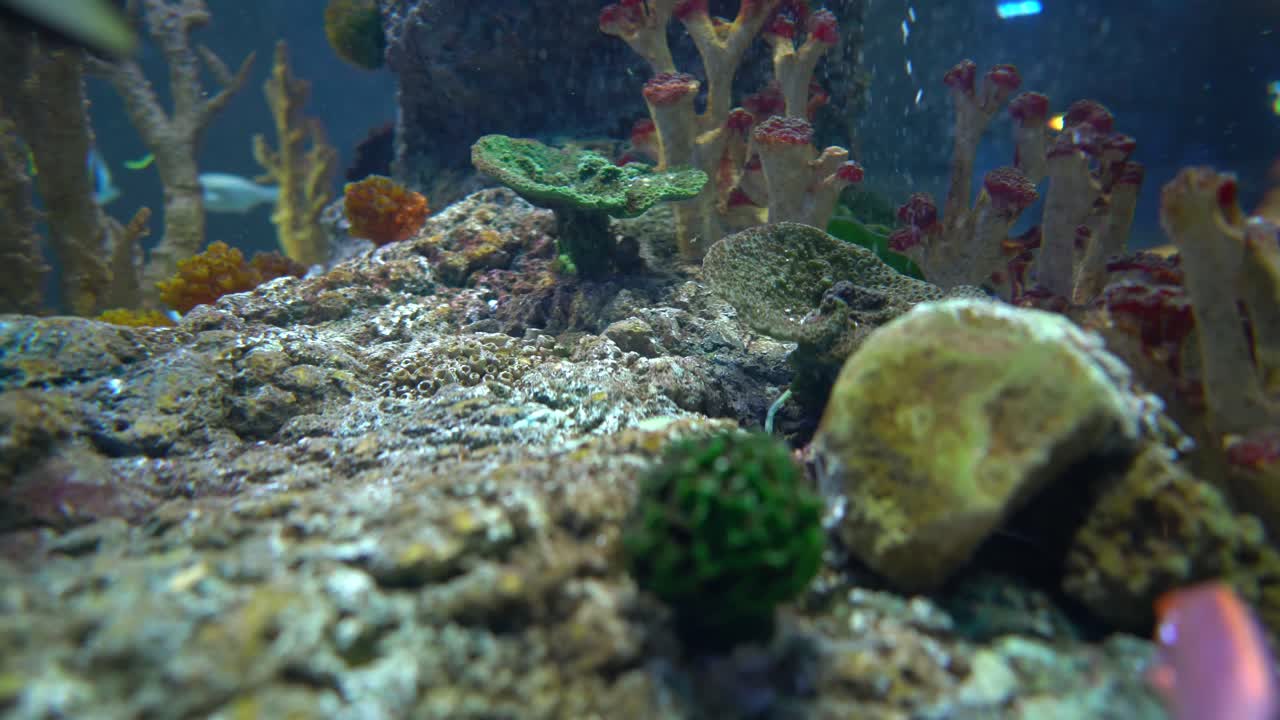 Fishes in an aquarium ...