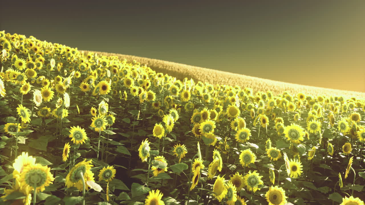 Sun kissed sunflowers dancing in the golden light of dawn