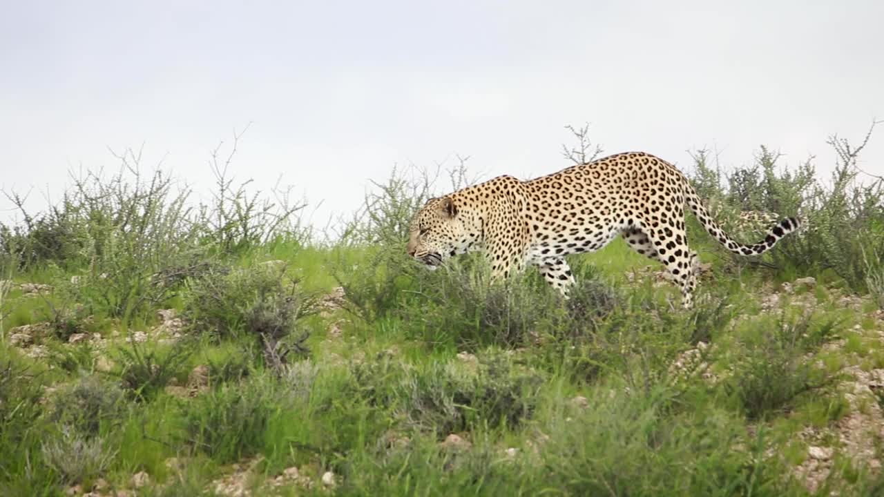 toma panorámica de un leopardo adulto bostezando mientras caminaba cuesta abajo en el parque transfronterizo kgalagadi antes de desaparecer en la espesura verde.