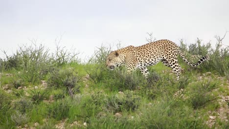 Toma-Panorámica-De-Un-Leopardo-Adulto-Bostezando-Mientras-Caminaba-Por-Una-Colina-En-El-Parque-Transfronterizo-De-Kgalagadi-Antes-De-Desaparecer-En-El-Matorral-Verde