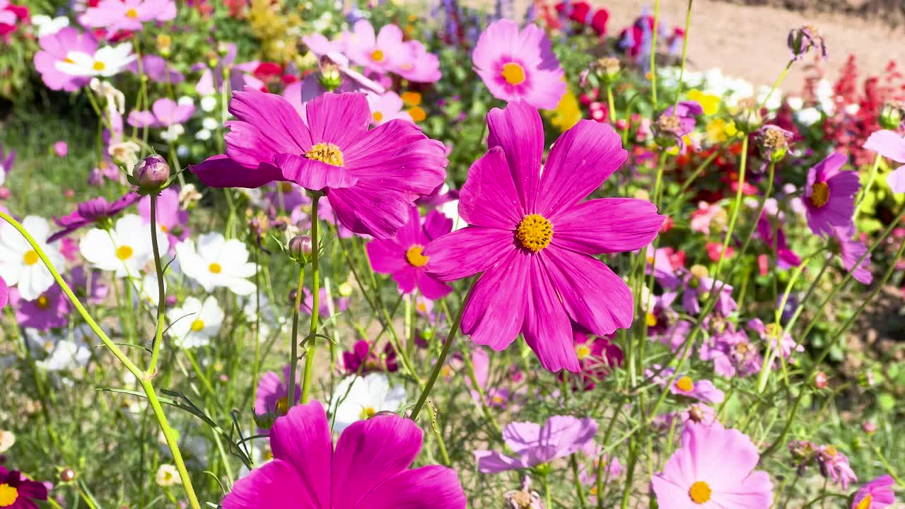 Flores de cosmos coloridas meciéndose con la brisa