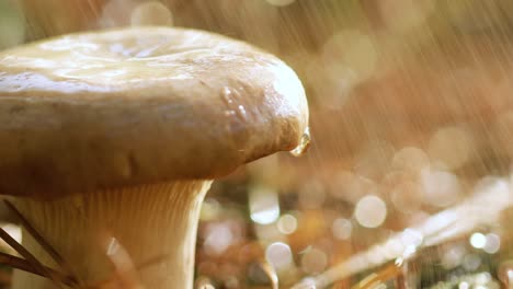 mushroom boletus in a sunny forest in the rain.