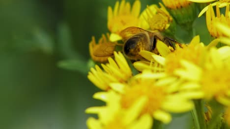 Close-Up-Of-A-Bumblebee-Feeding-On-The-Sunflower-Plants