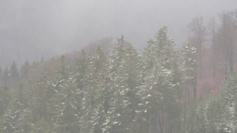 snowstorm-hits-spruce-and-beech-trees