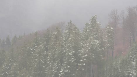 Schneesturm-Trifft-Fichten-Und-Buchen