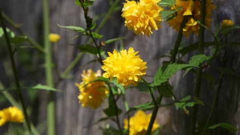 Gelbe-Kerria-blume,-Die-Im-Frühling-Im-Pazifischen-Nordwesten-Blüht