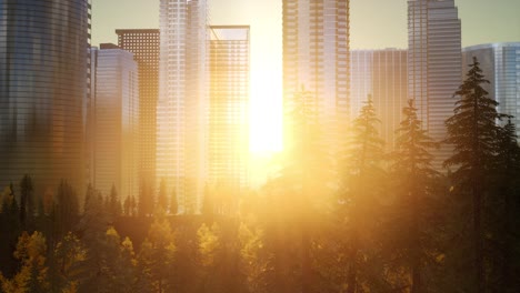 skyscrapers at sunset and park trees