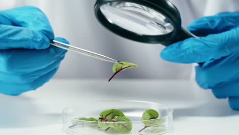 lab examination of sorrel leaves