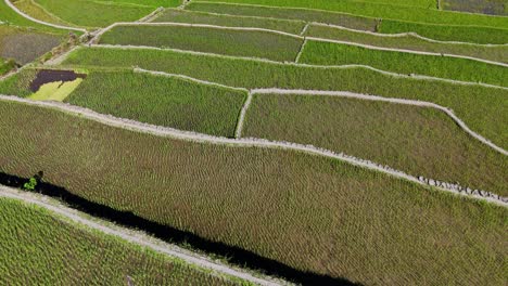 very close drone footage of the famous batad green rice terraces in north philippines during dawn