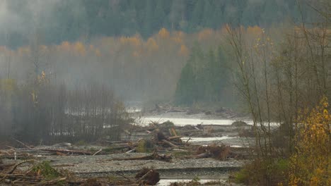 natural disaster landscape, woodland with log debris, floods in abbotsford, british columbia