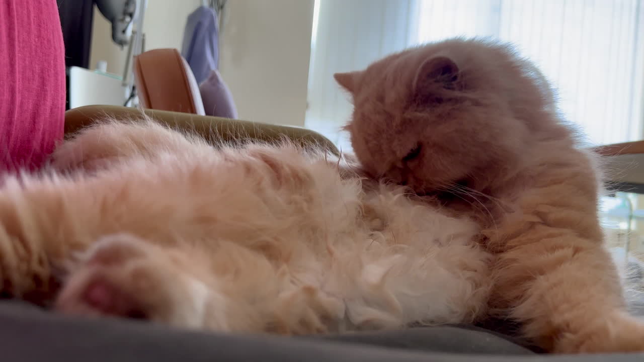Cute Cat Lounging and Cleaning her Hair on Chair
