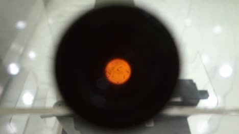 microorganismos en una gota de agua no potable, haciendo zoom a través de la lente del microscopio