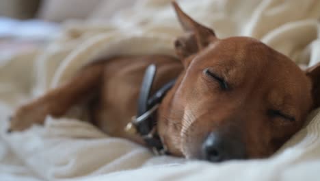 close-up view of a sleeping brown dog on a blanket