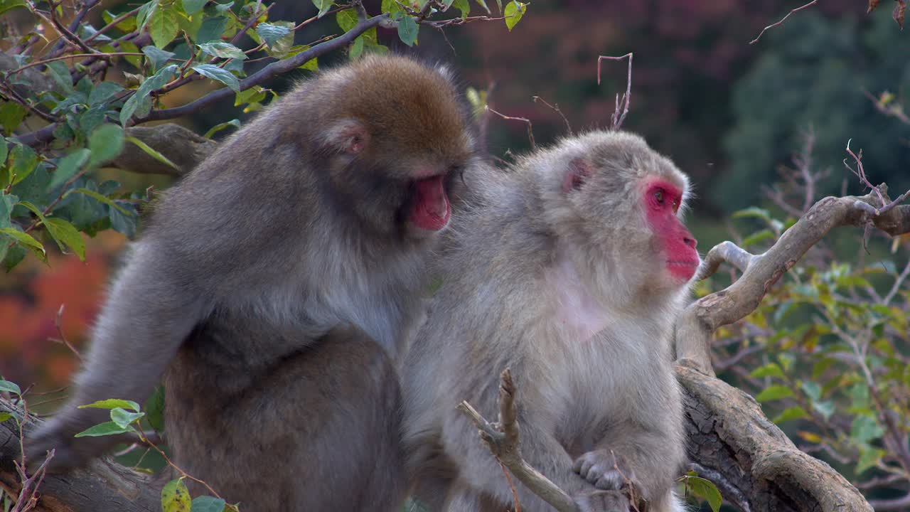 Female Macaque monkey seems mystified by quick mount by mate in tree