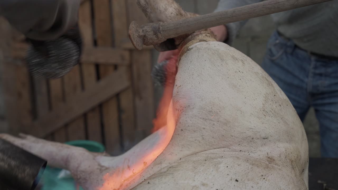 Man using blue flame torch to burn pig hair in traditional northern Portugal pig slaughter