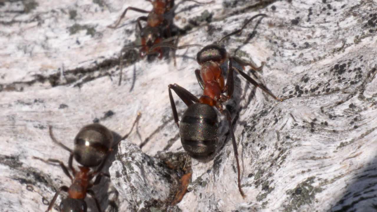 cerca de una hormiga caminando alrededor de otras hormigas en una superficie de madera gris en cámara lenta