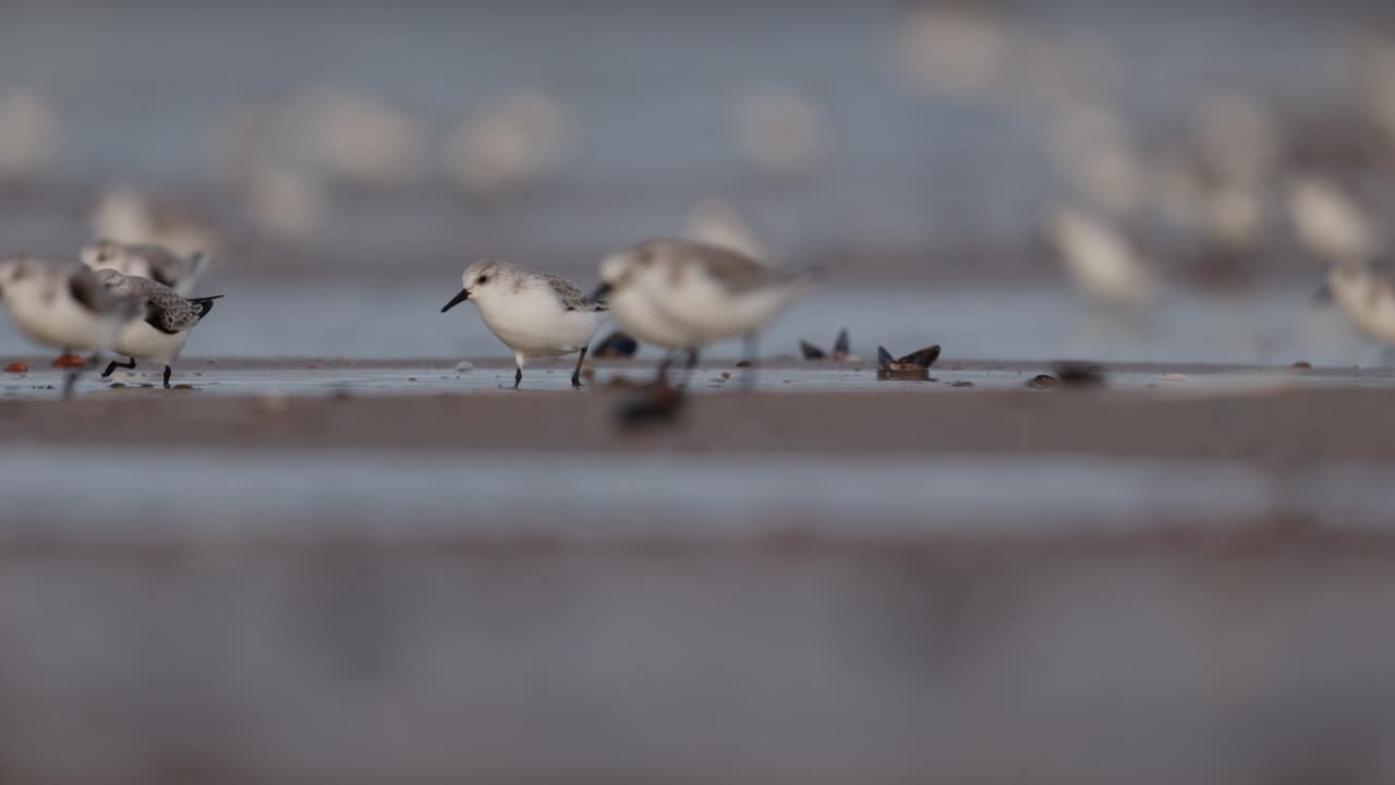 해변에 있는 해안새