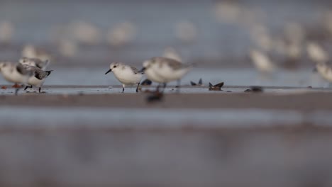 shorebirds on the shore