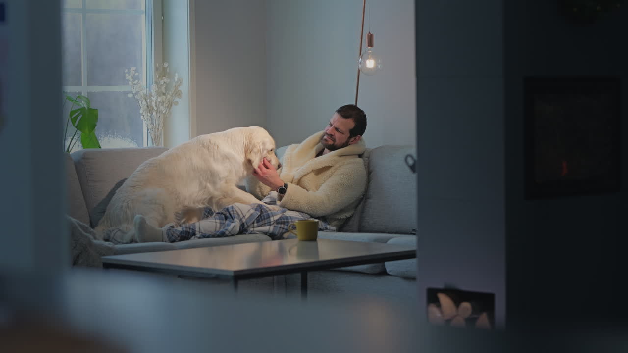 Bearded Caucasian man in dressing gown plays with golden retriever dog on sofa