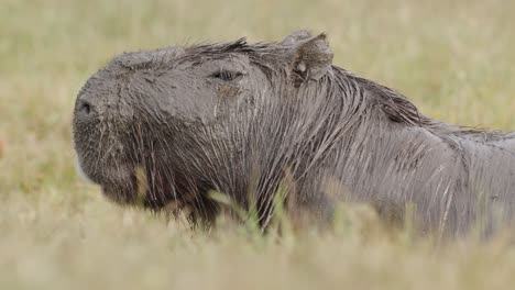 Nahaufnahme-Des-Porträts-Auf-Dem-Gesicht-Des-Erwachsenen-Capybara,-Der-Mit-Schlamm-Bedeckt-Ist-Und-Aufsteht