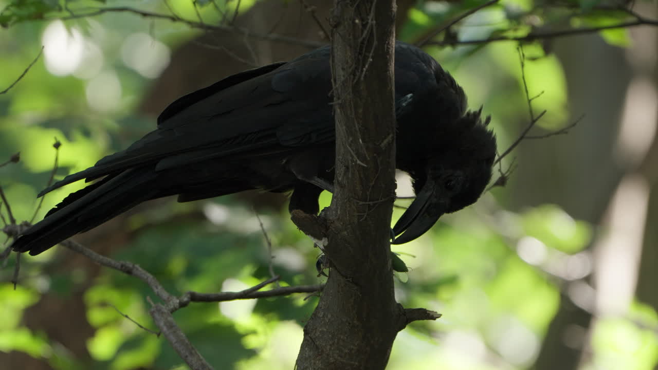 cuervo de pico grande comiendo insecto saltamontes atrapado, separando las alas y las piernas no comestibles del cuerpo de la presa