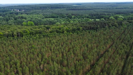 aerial establishing shot of the green trees in a forest with a drone in the morning