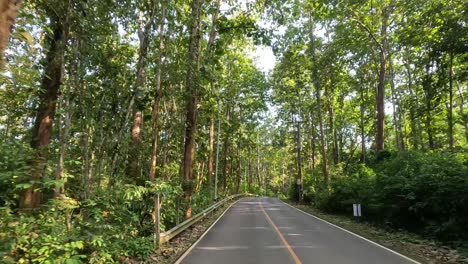 driving on a secluded road surrounded by trees