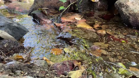 Green,-yellow-and-orange-autumn-leaves-in-fresh-flowing-small-rocky-stream-amidst-jungle