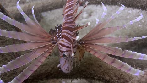 lionfish at junkyard 12