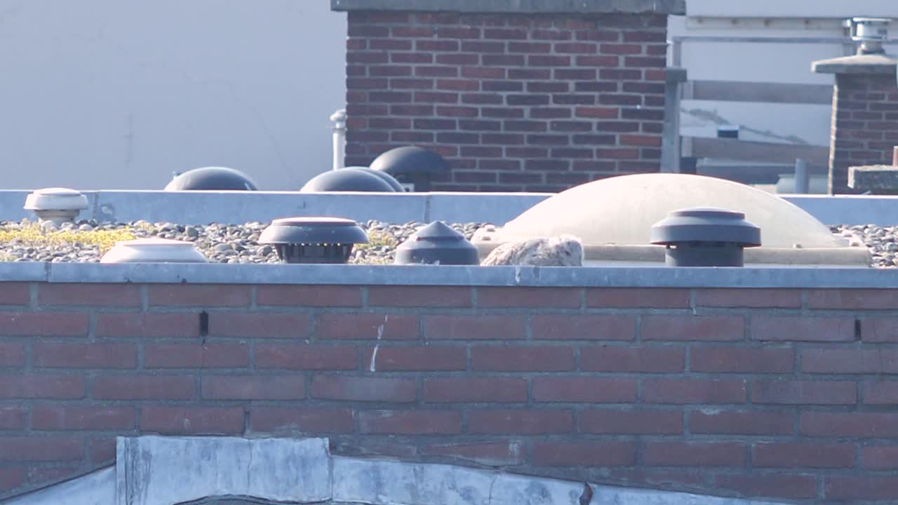 도시의 한 건물 옥상에 있는 갈매기 병아리의 솔직한 사진