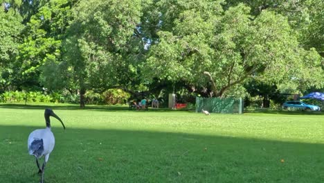an ibis walks gracefully across a sunlit park, surrounded by vibrant greenery and trees.