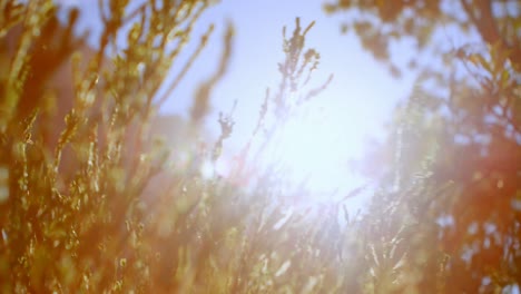 Plants-in-countryside-4k