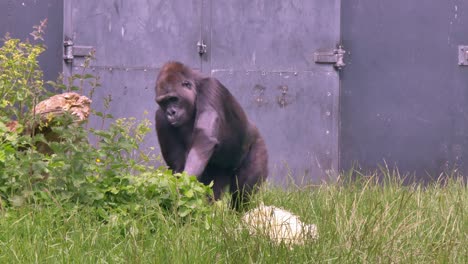 el gorila de las tierras bajas occidentales del zoológico de dublín camina deambulando y de pie frente a una gran puerta metálica