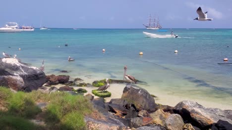 sea birds pelicans and seagulls fly and stand on rocks beach with boats cross sea water background