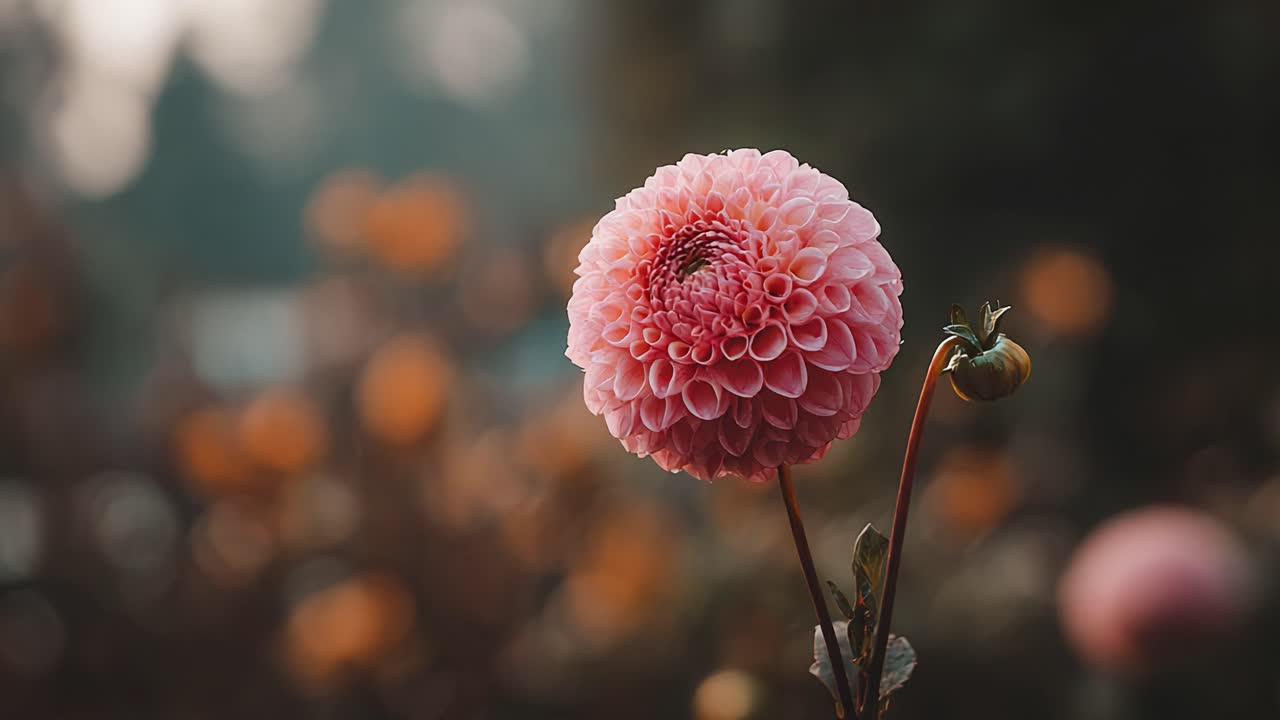 A Beautiful Pink Dahlia in Soft Focus Glistens in the Light, Surrounded by Warm-Toned Blooms and the Calm Serenity of Nature's Embrace