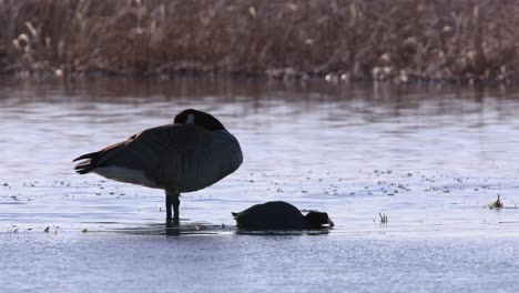 Amüsantes-Blässhuhn-Schleicht-An-Einer-Schlafenden-Gans-Auf-Einem-Teilweise-Zugefrorenen-Frühlingsteich-Vorbei